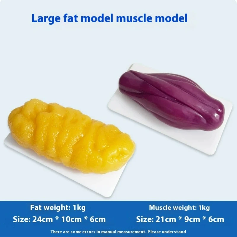 Nutrition Fitness Health - Répliques de Muscles et Graisses Humains